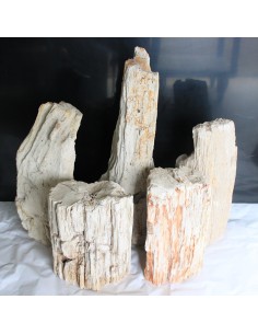 Fossiles Holz - Äste roh
