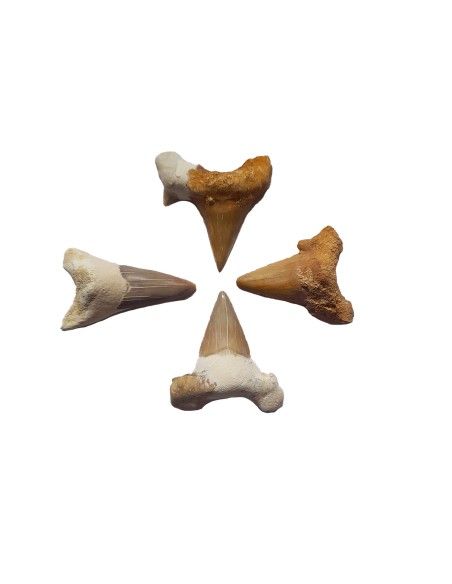 Fossiler Hai-Zahn ca. 5 cm Marokko
