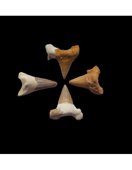 Fossiler Hai-Zahn ca. 5 cm Marokko