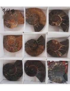 Ammoniten, Fossilien VPE 5 offene Paare
1,37 kg
Madagaskar