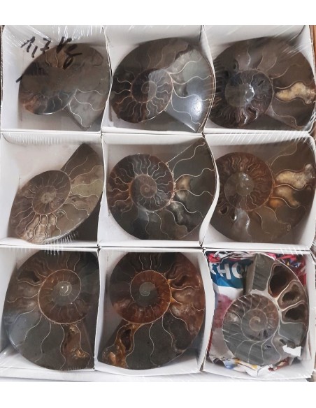 Ammoniten , Fossilien VPE 5 offene Paare
1,7 kg
Madagaskar