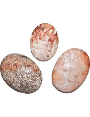 Cabochon Fossiles Holz & Fossile Koralle