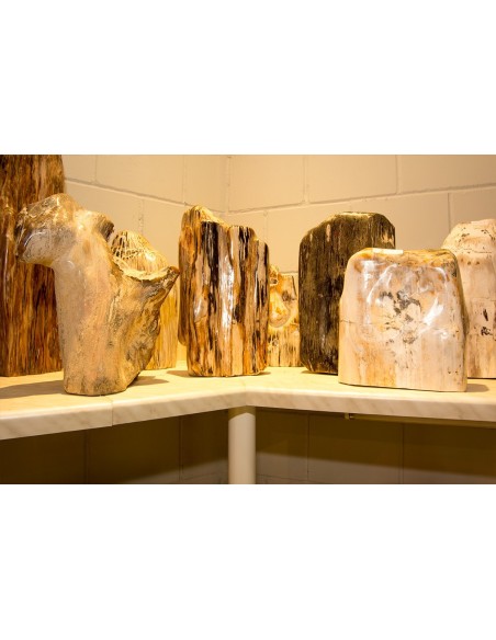 Fossiles Holz - Stücke über 10 kg